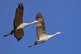 Sandhill Cranes_73151